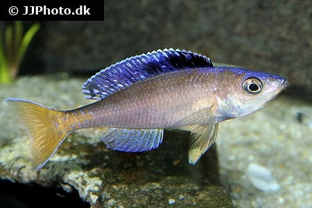 Cyprichromis leptosoma yellow